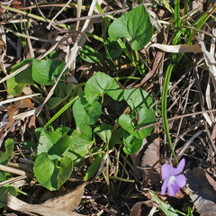 Viola floridana