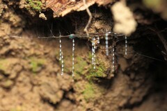 Arachnocampa luminosa