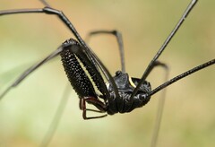 Pantopsalis phocator