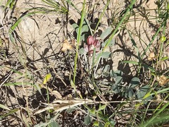 Astragalus calycinus
