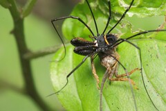 Pantopsalis phocator