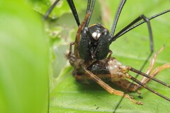 Pantopsalis phocator