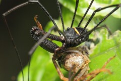 Pantopsalis phocator