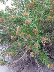 Tessaria dodonaeifolia