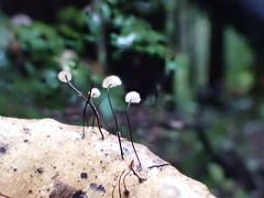 Collybiopsis quercophila