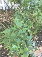 Erythrina herbacea