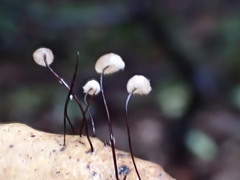 Collybiopsis quercophila