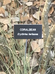 Erythrina herbacea