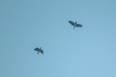 Amazona viridigenalis