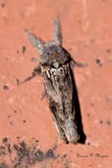 Cossidae