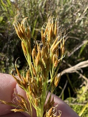 Rhynchospora inundata