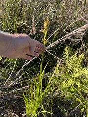 Rhynchospora inundata