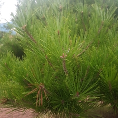 Pinus densiflora