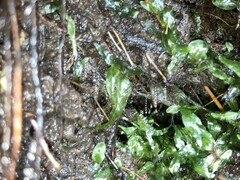 Arachnocampa luminosa