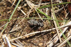 Neocicindela