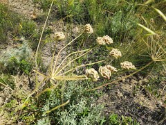 Zosima absinthifolia