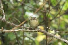 Acanthisitta chloris