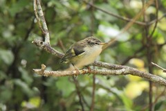 Acanthisitta chloris