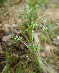 Daucus glochidiatus