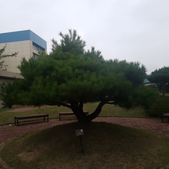 Pinus densiflora