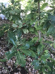 Ilex cassine