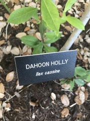 Ilex cassine