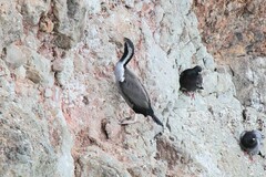 Phalacrocorax punctatus