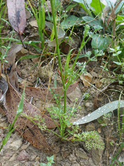 Daucus glochidiatus