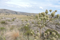 Eryngium horridum