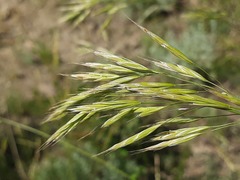Bromus riparius