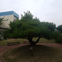 Pinus densiflora
