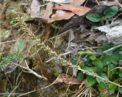 Plantago debilis