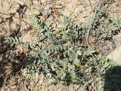 Astragalus dolichophyllus