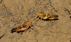 Pyrgodera armata