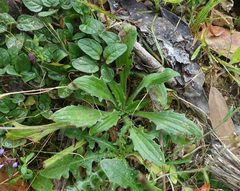 Plantago debilis