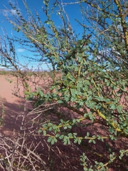 Parkinsonia praecox