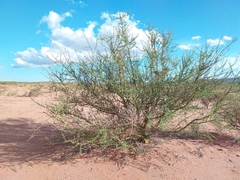 Parkinsonia praecox