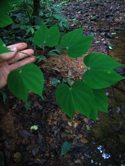 Bauhinia pichinchensis