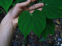 Bauhinia pichinchensis