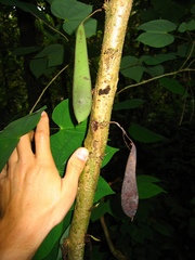 Bauhinia pichinchensis