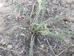 Pseudopodospermum molle