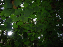 Bauhinia pichinchensis