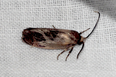 Pycnocera hypoxantha