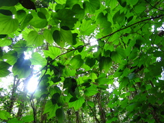 Bauhinia pichinchensis