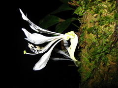 Bauhinia pichinchensis