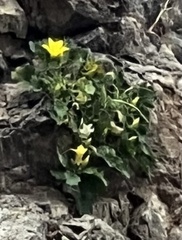 Eucnide bartonioides