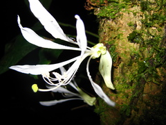 Bauhinia pichinchensis