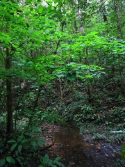 Bauhinia pichinchensis