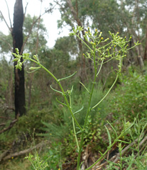 Senecio hispidulus