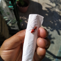 Dasymutilla erythrina